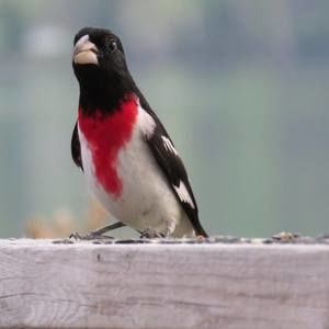 Meet your Posher, Hélène